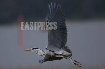 EA126989, Eastpress, Porvoo, Suomi